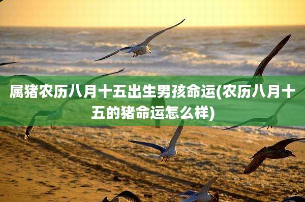 属猪农历八月十五出生男孩命运(农历八月十五的猪命运怎么样)