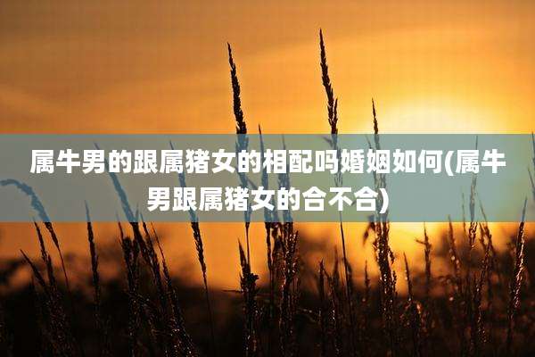 属牛男的跟属猪女的相配吗婚姻如何(属牛男跟属猪女的合不合)