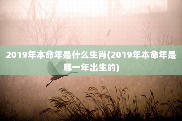 2019年本命年是什么生肖(2019年本命年是哪一年出生的)