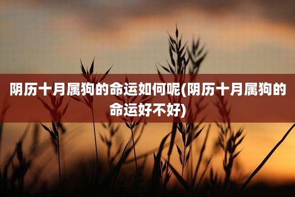 阴历十月属狗的命运如何呢(阴历十月属狗的命运好不好)