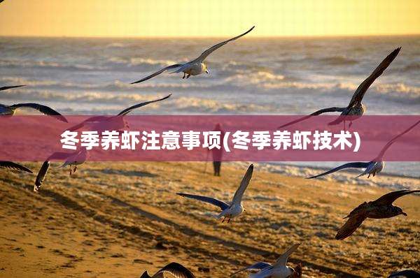 冬季养虾注意事项(冬季养虾技术)