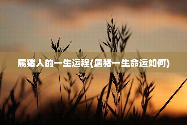 属猪人的一生运程(属猪一生命运如何)