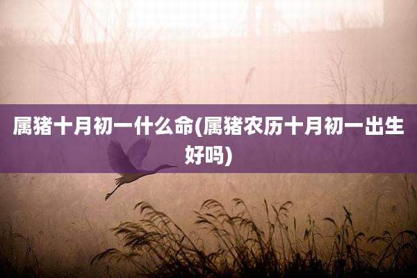 属猪十月初一什么命(属猪农历十月初一出生好吗)