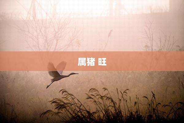 属猪 旺
