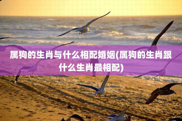 属狗的生肖与什么相配婚姻(属狗的生肖跟什么生肖最相配)