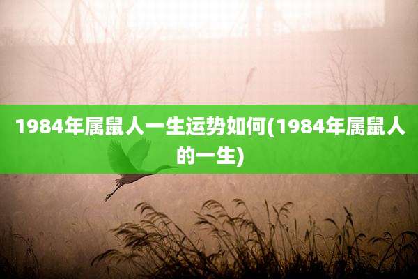 1984年属鼠人一生运势如何(1984年属鼠人的一生)