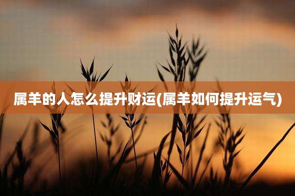 属羊的人怎么提升财运(属羊如何提升运气)
