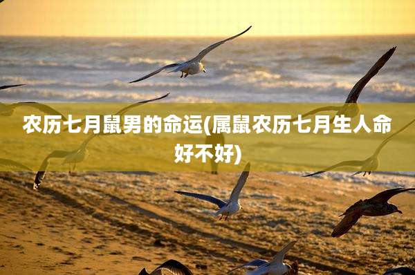 农历七月鼠男的命运(属鼠农历七月生人命好不好)