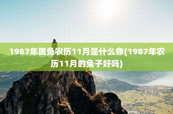 1987年属兔农历11月是什么命(1987年农历11月的兔子好吗)