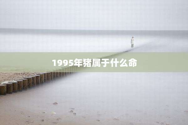 1995年猪属于什么命