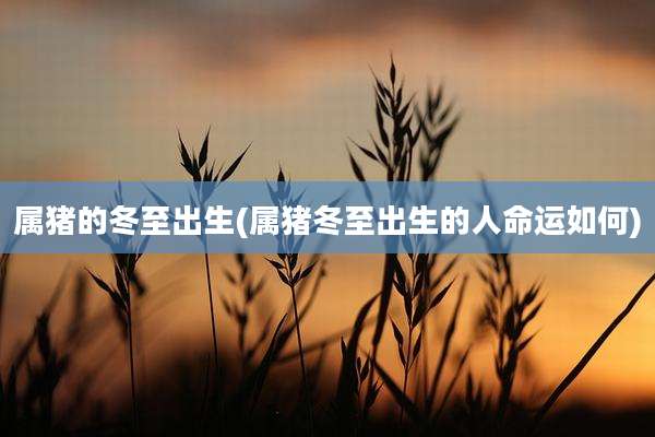 属猪的冬至出生(属猪冬至出生的人命运如何)
