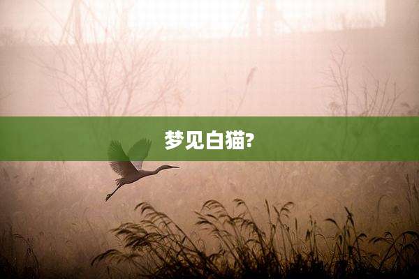 梦见白猫?