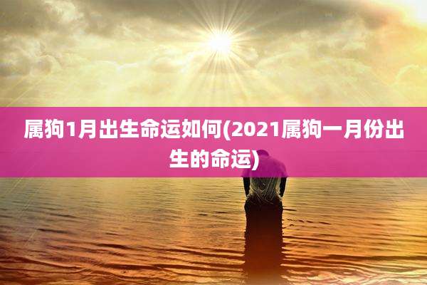 属狗1月出生命运如何(2021属狗一月份出生的命运)