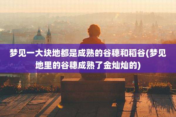 梦见一大块地都是成熟的谷穗和稻谷(梦见地里的谷穗成熟了金灿灿的)