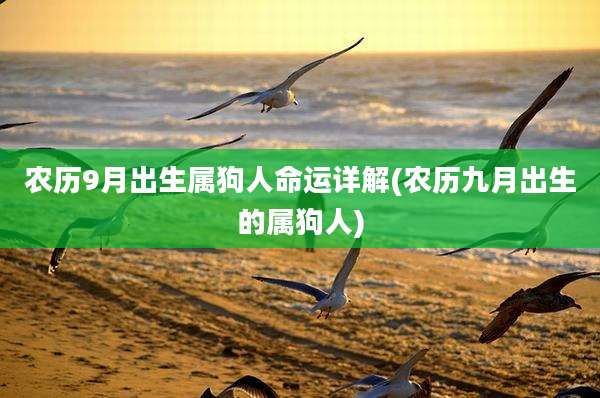 农历9月出生属狗人命运详解(农历九月出生的属狗人)