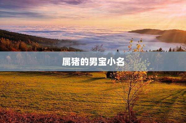 属猪的男宝小名