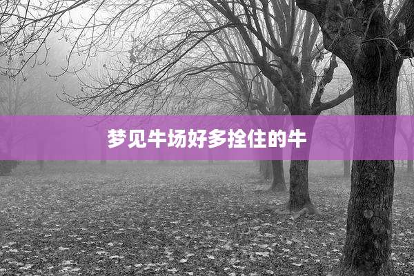 梦见牛场好多拴住的牛