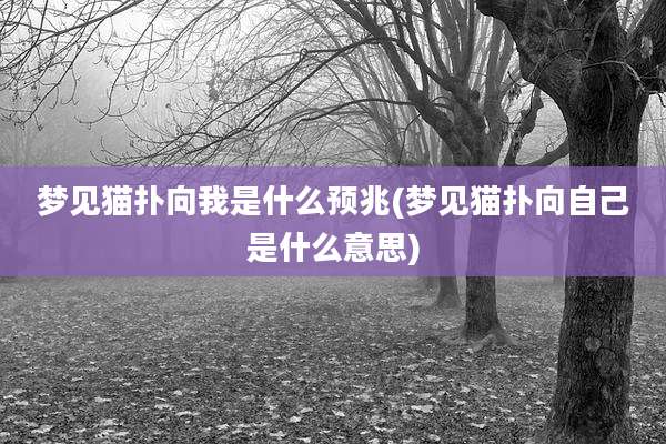 梦见猫扑向我是什么预兆(梦见猫扑向自己是什么意思)