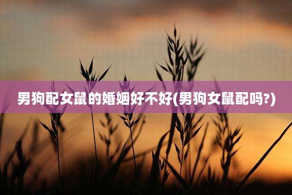 男狗配女鼠的婚姻好不好(男狗女鼠配吗?)