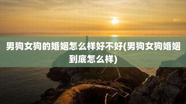 男狗女狗的婚姻怎么样好不好(男狗女狗婚姻到底怎么样)