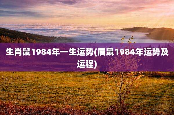 生肖鼠1984年一生运势(属鼠1984年运势及运程)