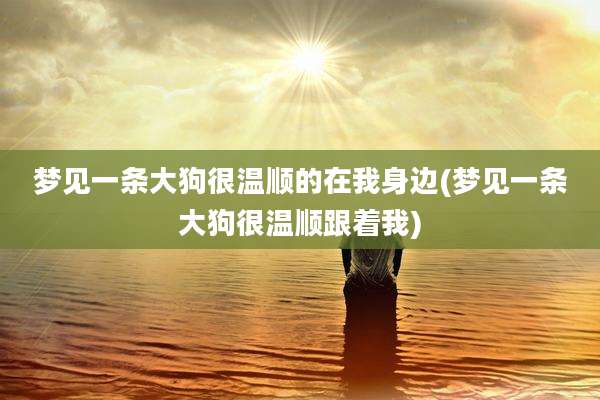 梦见一条大狗很温顺的在我身边(梦见一条大狗很温顺跟着我)