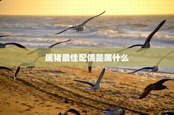 属猪最佳配偶是属什么