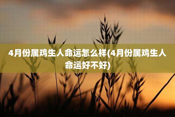 4月份属鸡生人命运怎么样(4月份属鸡生人命运好不好)