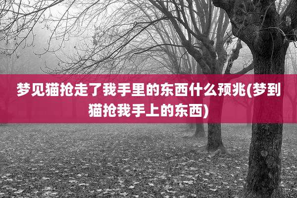梦见猫抢走了我手里的东西什么预兆(梦到猫抢我手上的东西)