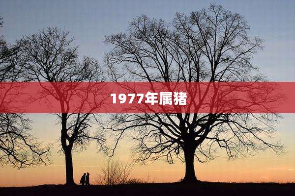 1977年属猪