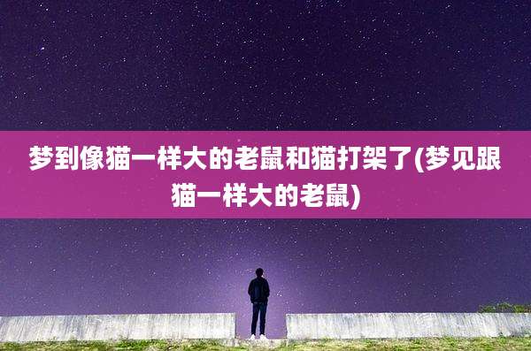 梦到像猫一样大的老鼠和猫打架了(梦见跟猫一样大的老鼠)