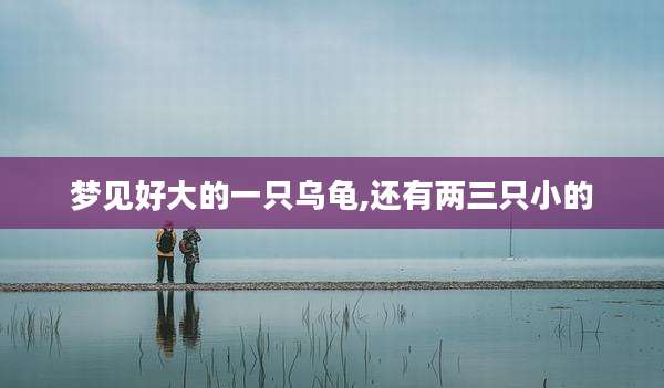 梦见好大的一只乌龟,还有两三只小的