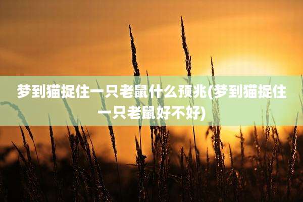 梦到猫捉住一只老鼠什么预兆(梦到猫捉住一只老鼠好不好)