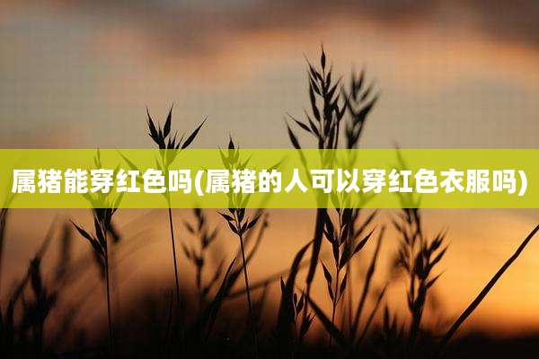 属猪能穿红色吗(属猪的人可以穿红色衣服吗)