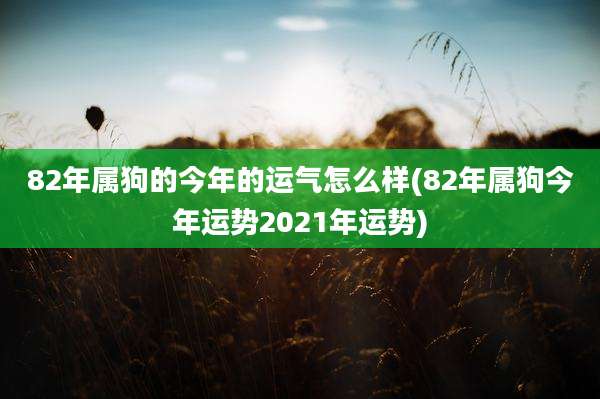 82年属狗的今年的运气怎么样(82年属狗今年运势2021年运势)