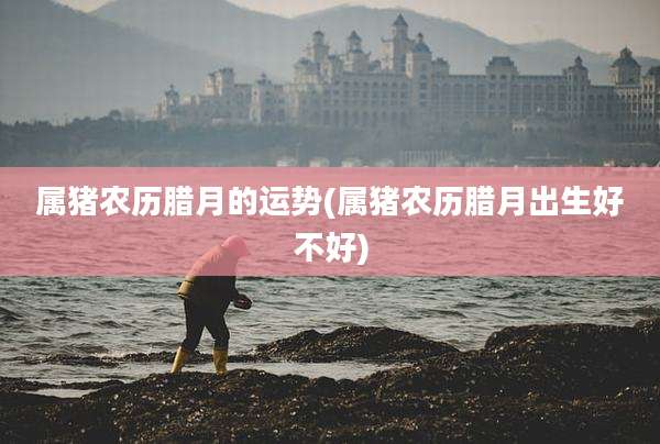 属猪农历腊月的运势(属猪农历腊月出生好不好)