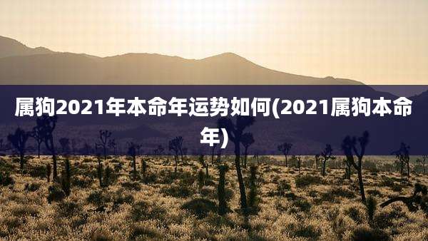 属狗2021年本命年运势如何(2021属狗本命年)