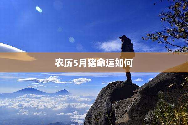 农历5月猪命运如何