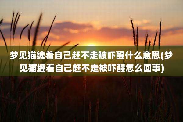 梦见猫缠着自己赶不走被吓醒什么意思(梦见猫缠着自己赶不走被吓醒怎么回事)
