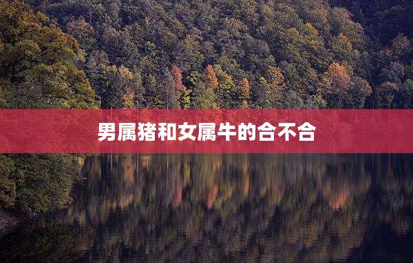 男属猪和女属牛的合不合