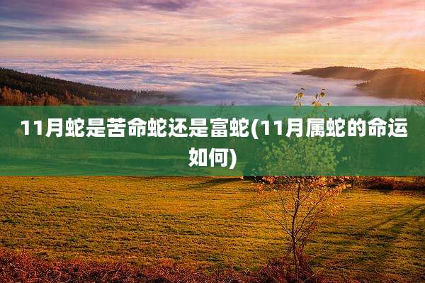 11月蛇是苦命蛇还是富蛇(11月属蛇的命运如何)