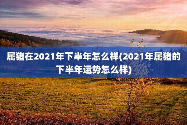 属猪在2021年下半年怎么样(2021年属猪的下半年运势怎么样)