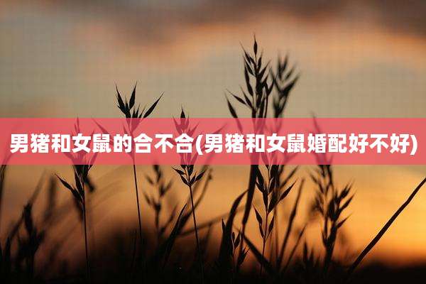 男猪和女鼠的合不合(男猪和女鼠婚配好不好)