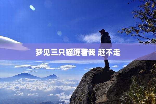 梦见三只猫缠着我 赶不走