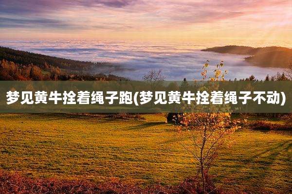 梦见黄牛拴着绳子跑(梦见黄牛拴着绳子不动)