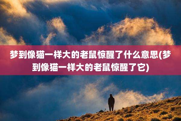 梦到像猫一样大的老鼠惊醒了什么意思(梦到像猫一样大的老鼠惊醒了它)