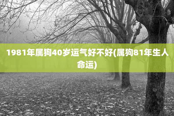 1981年属狗40岁运气好不好(属狗81年生人命运)