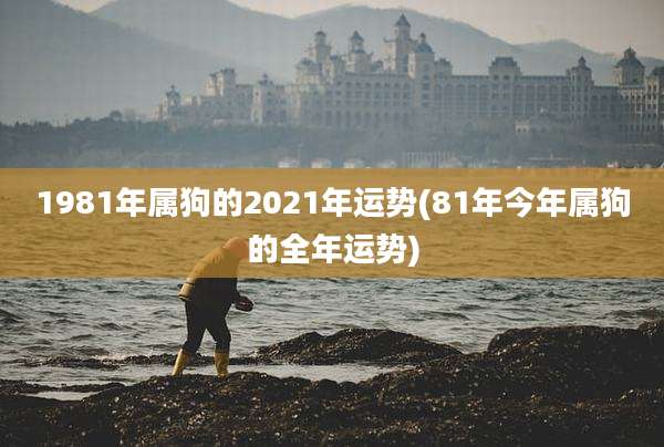 1981年属狗的2021年运势(81年今年属狗的全年运势)