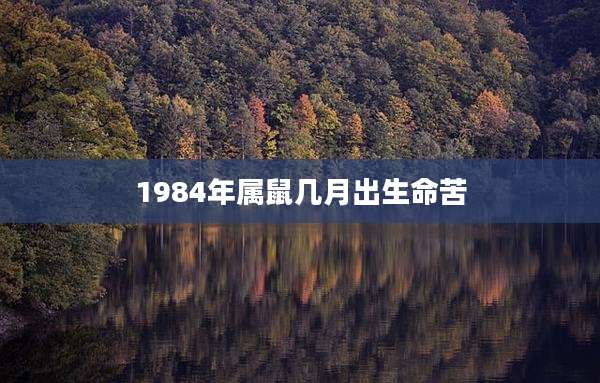 1984年属鼠几月出生命苦