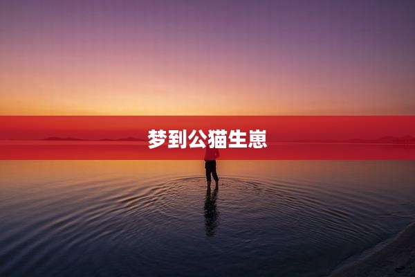 梦到公猫生崽